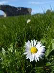 FZ003760 Daisy (Bellis perennis) at Denbigh Castle.jpg